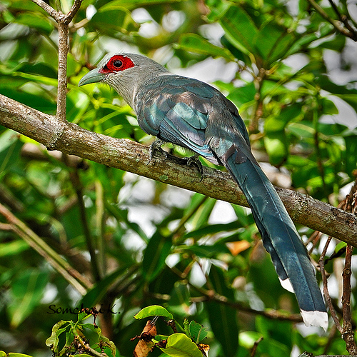 Green-billed malkoha
