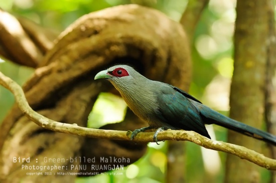Pretty Green-billed malkoha