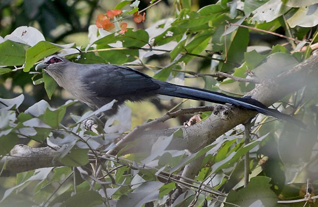 Pretty Green-billed malkoha