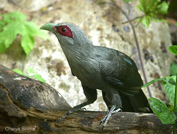Pretty Green-billed malkoha