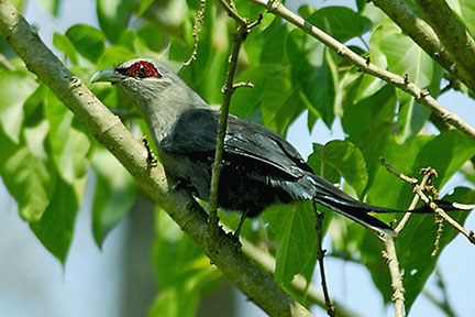 Pretty Green-billed malkoha