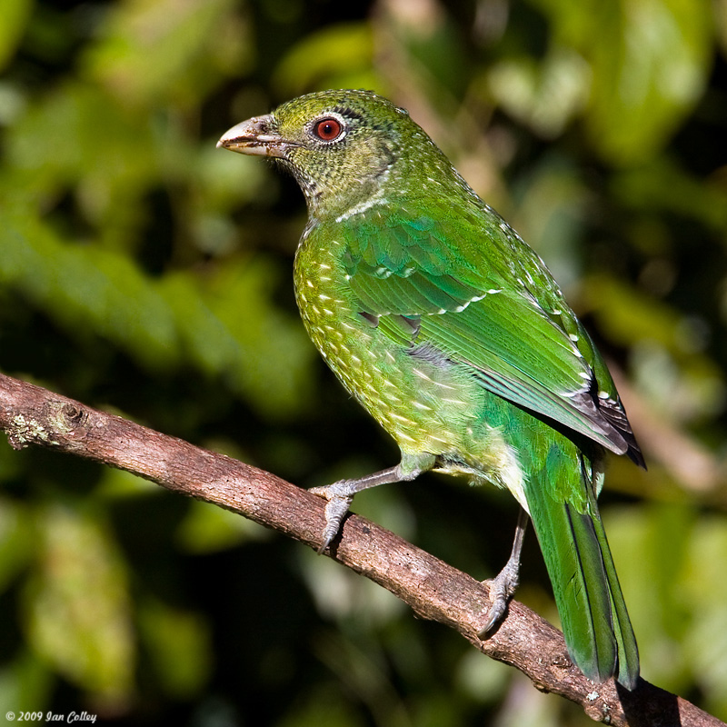 Green catbird