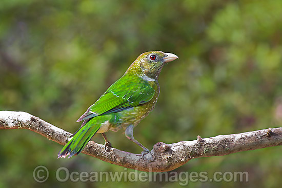 Pretty Green catbird