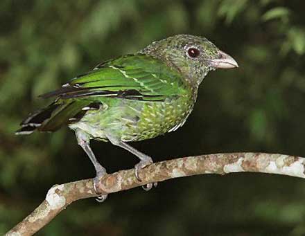 Pretty Green catbird