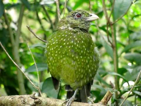 Pretty Green catbird