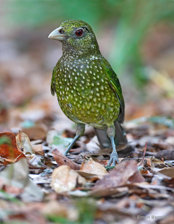 Pretty Green catbird