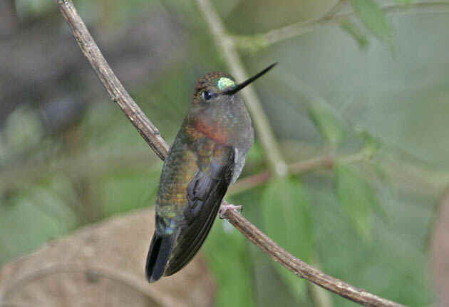 Green-fronted lancebill