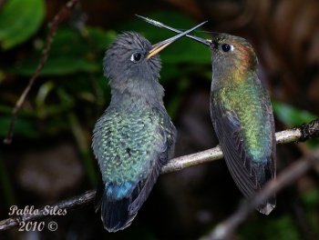 Pretty Green-fronted lancebill