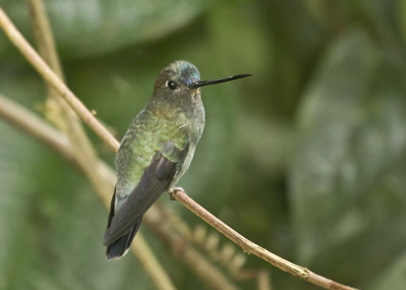 Pretty Green-fronted lancebill