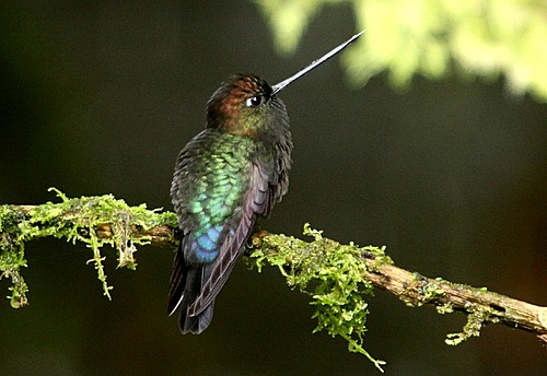 Pretty Green-fronted lancebill