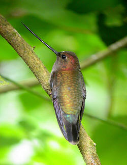 Pretty Green-fronted lancebill