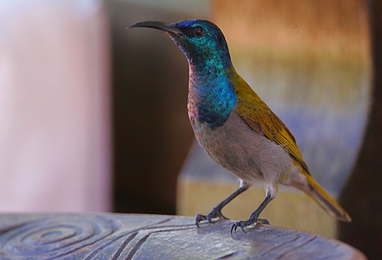 Green-headed sunbird