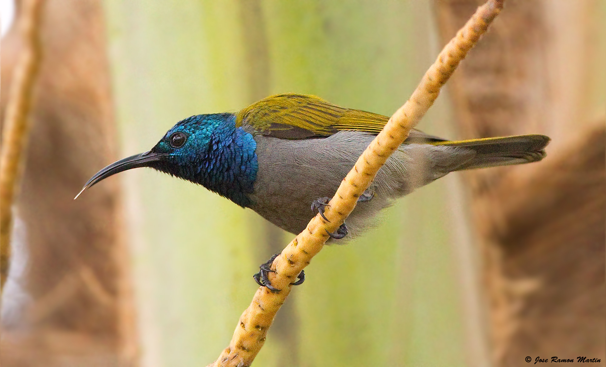 Pretty Green-headed sunbird
