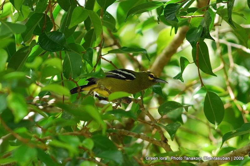 Green iora