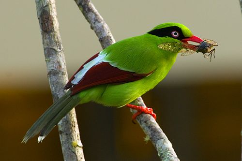 Pretty Green magpie