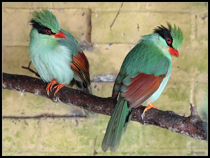 Pretty Green magpie