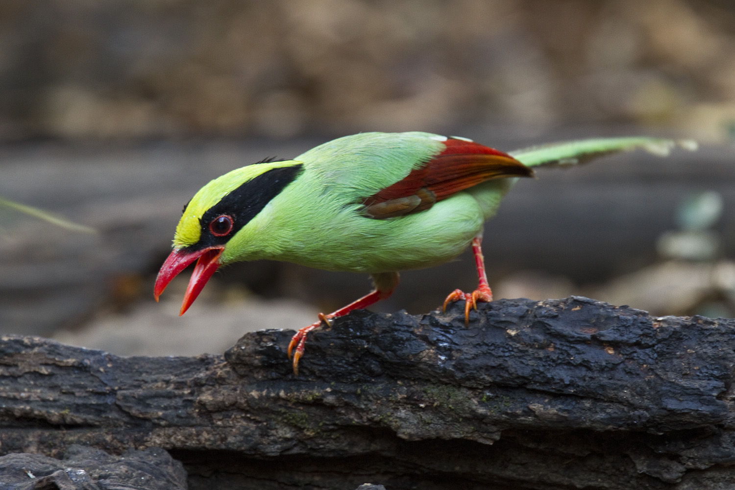 Pretty Green magpie
