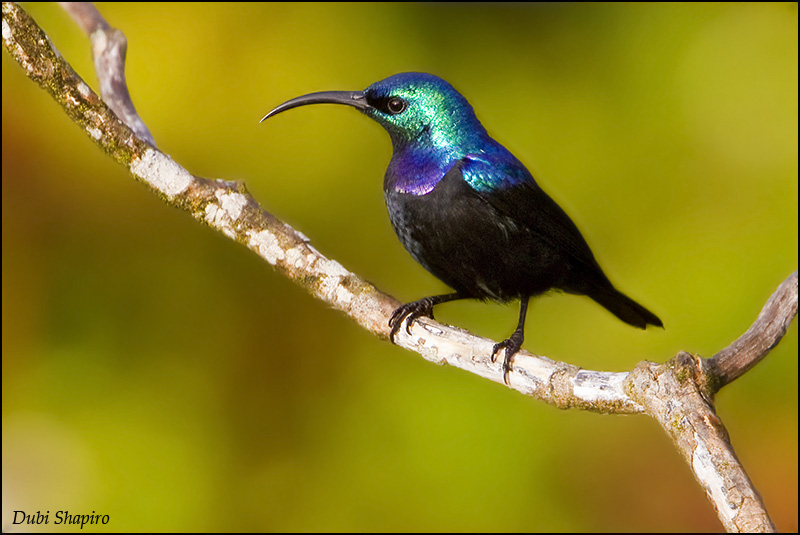 Green sunbird