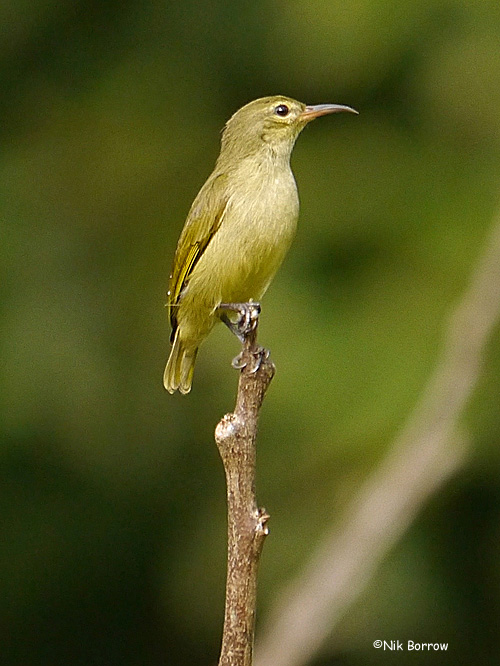 Pretty Green sunbird