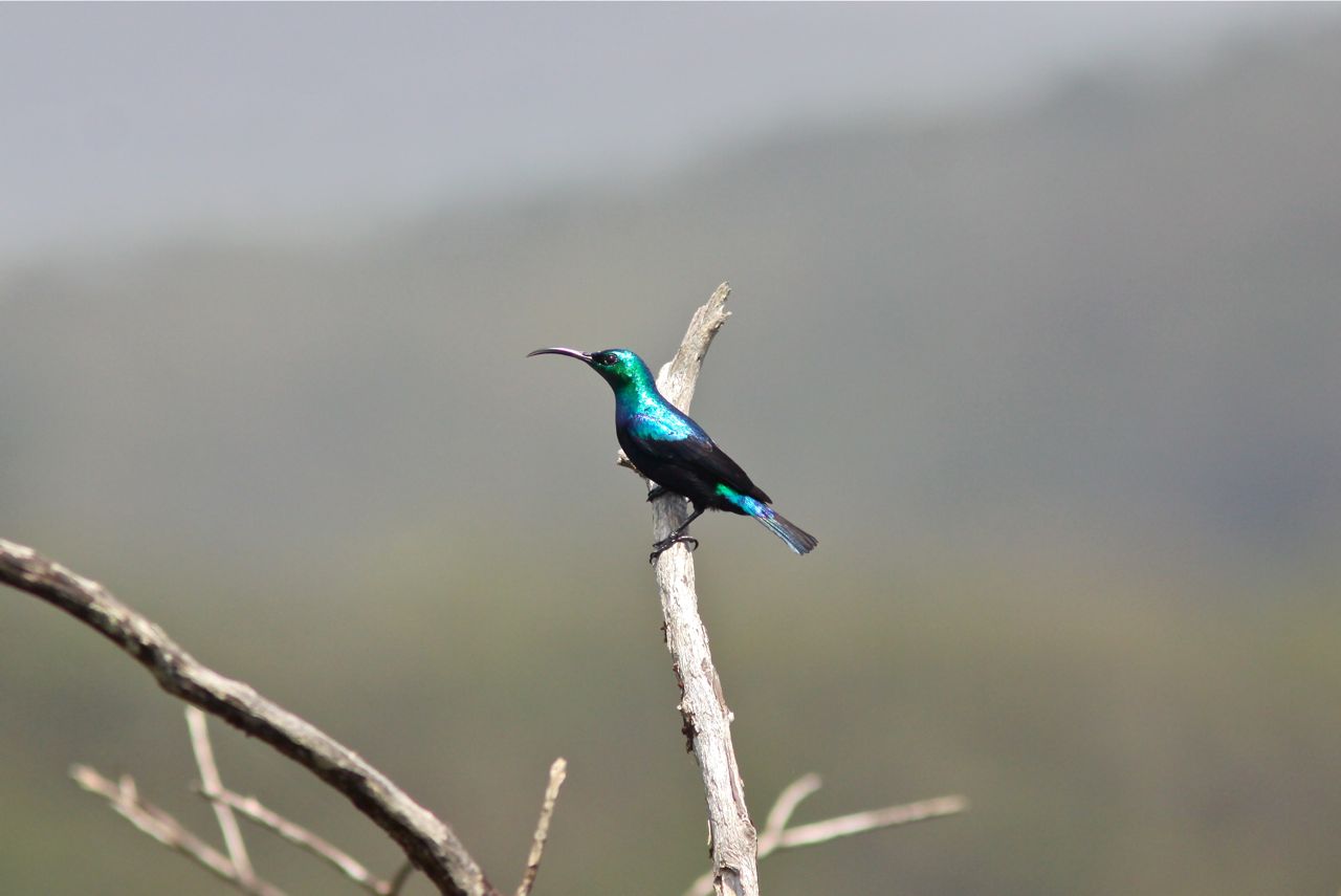 Pretty Green sunbird