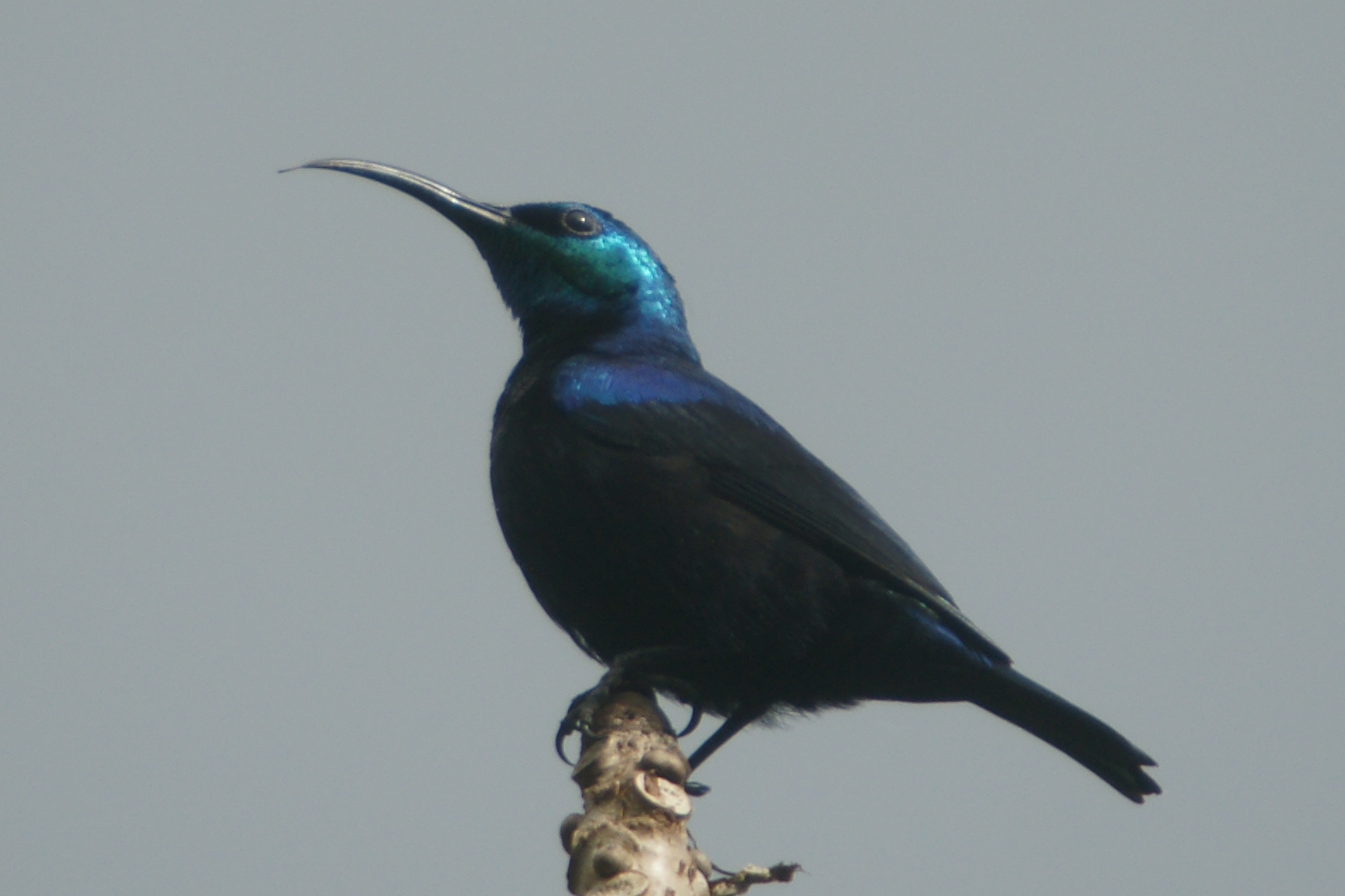 Pretty Green sunbird