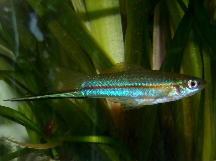 Green swordtail