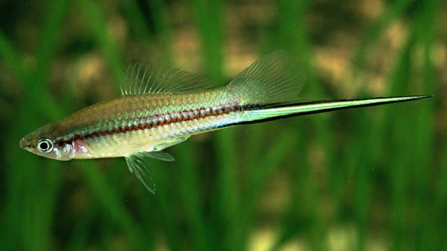 Pretty Green swordtail