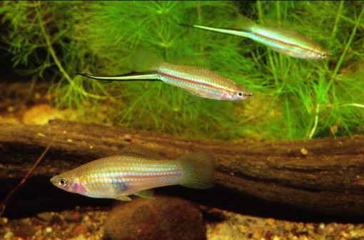 Pretty Green swordtail