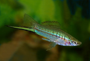 Pretty Green swordtail