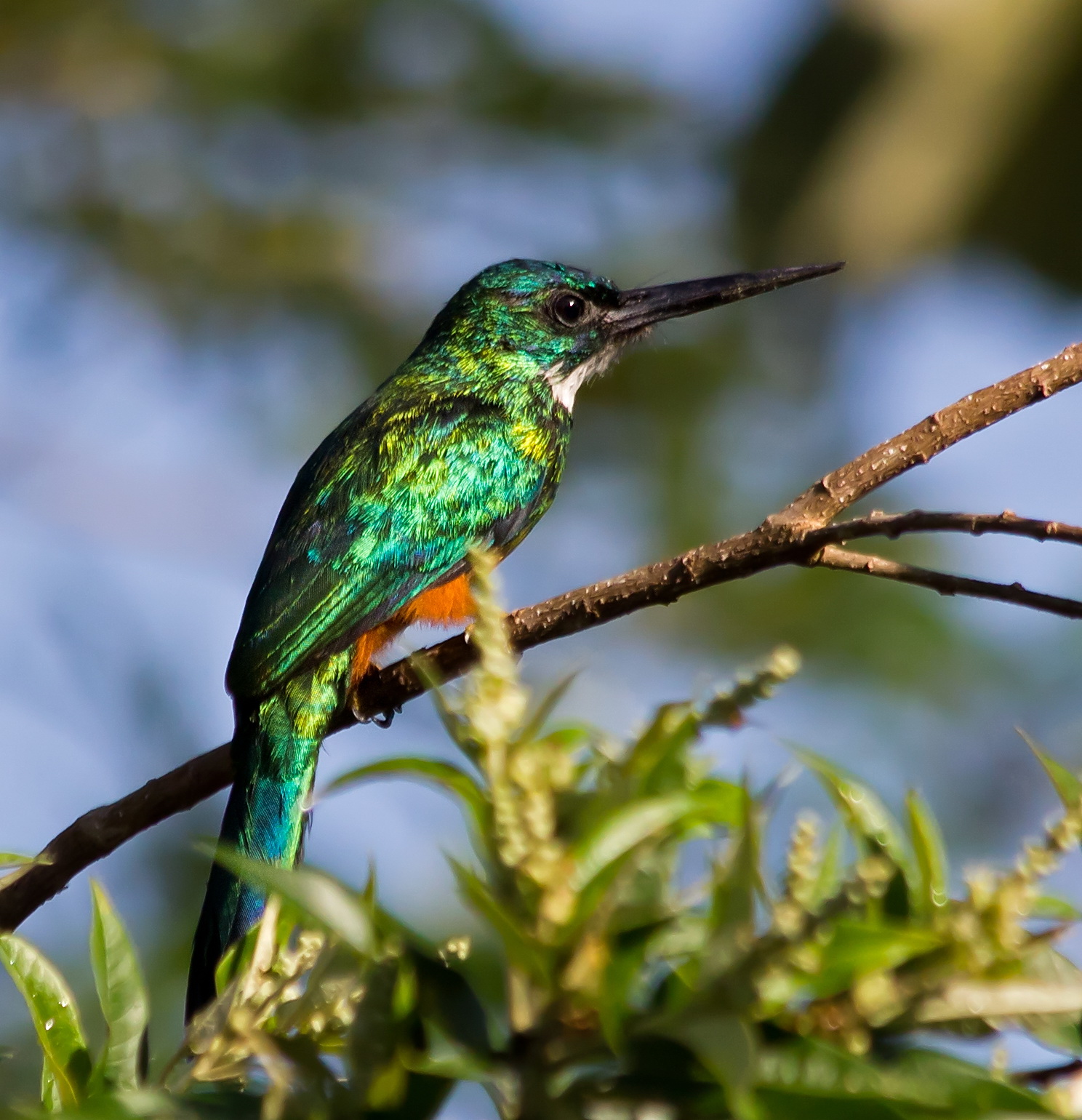 Green-tailed jacamar