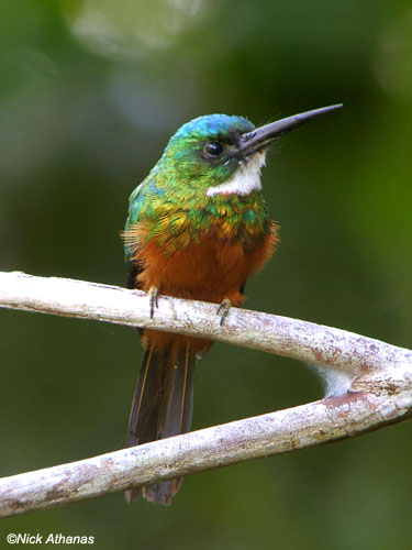 Pretty Green-tailed jacamar