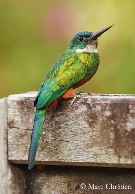 Pretty Green-tailed jacamar