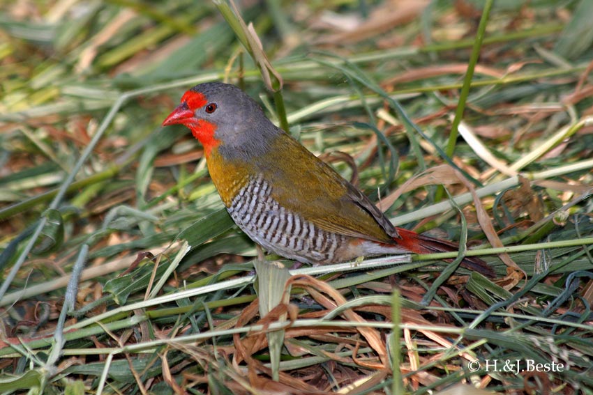 Green-winged pytilia