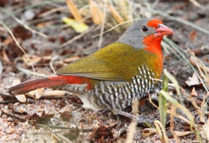 Pretty Green-winged pytilia