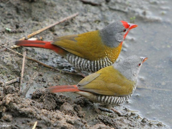 Pretty Green-winged pytilia