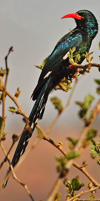 Green woodhoopoe