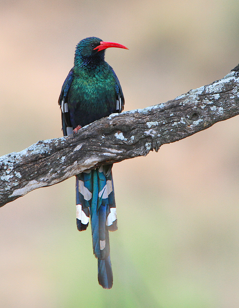 Pretty Green woodhoopoe