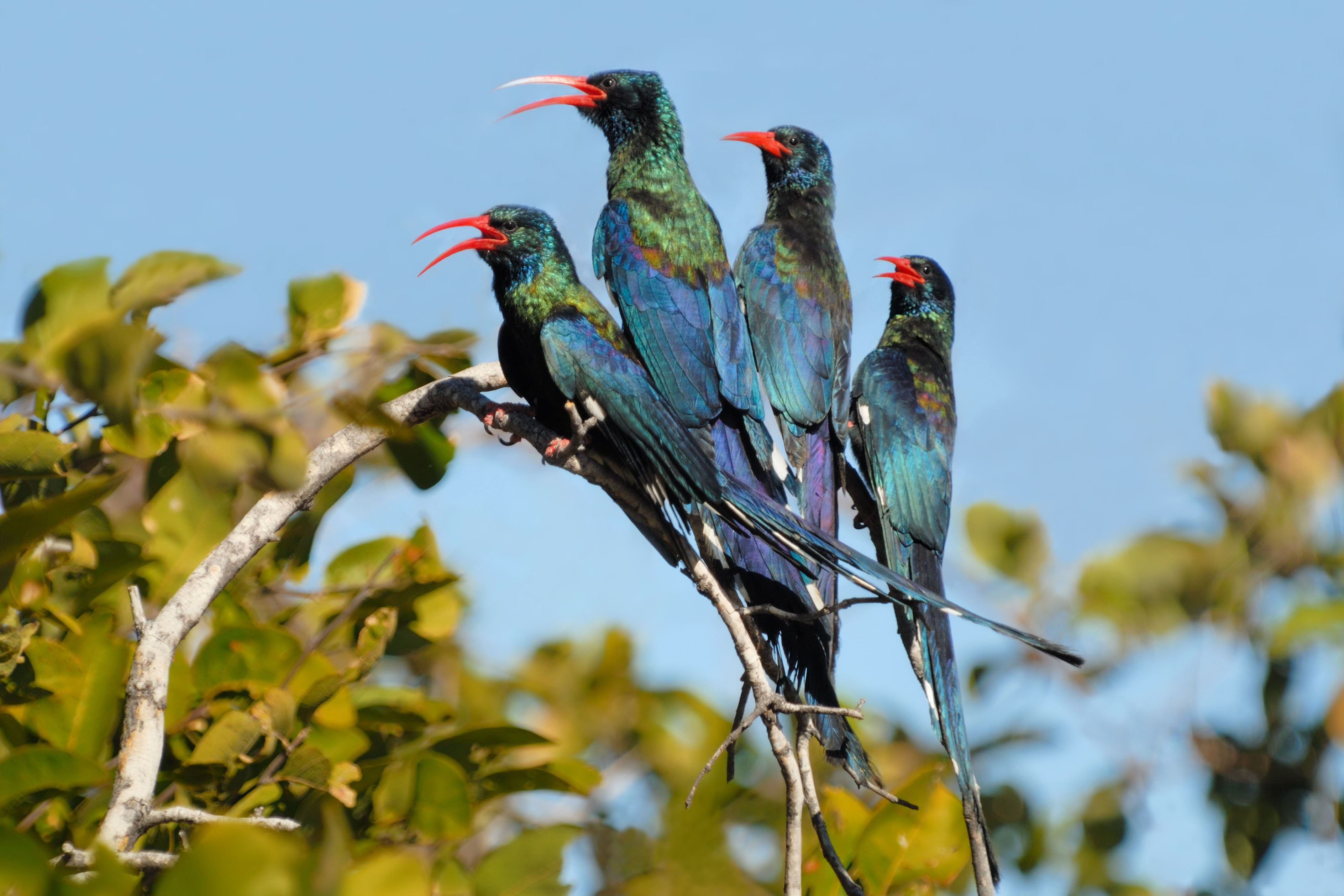 Pretty Green woodhoopoe
