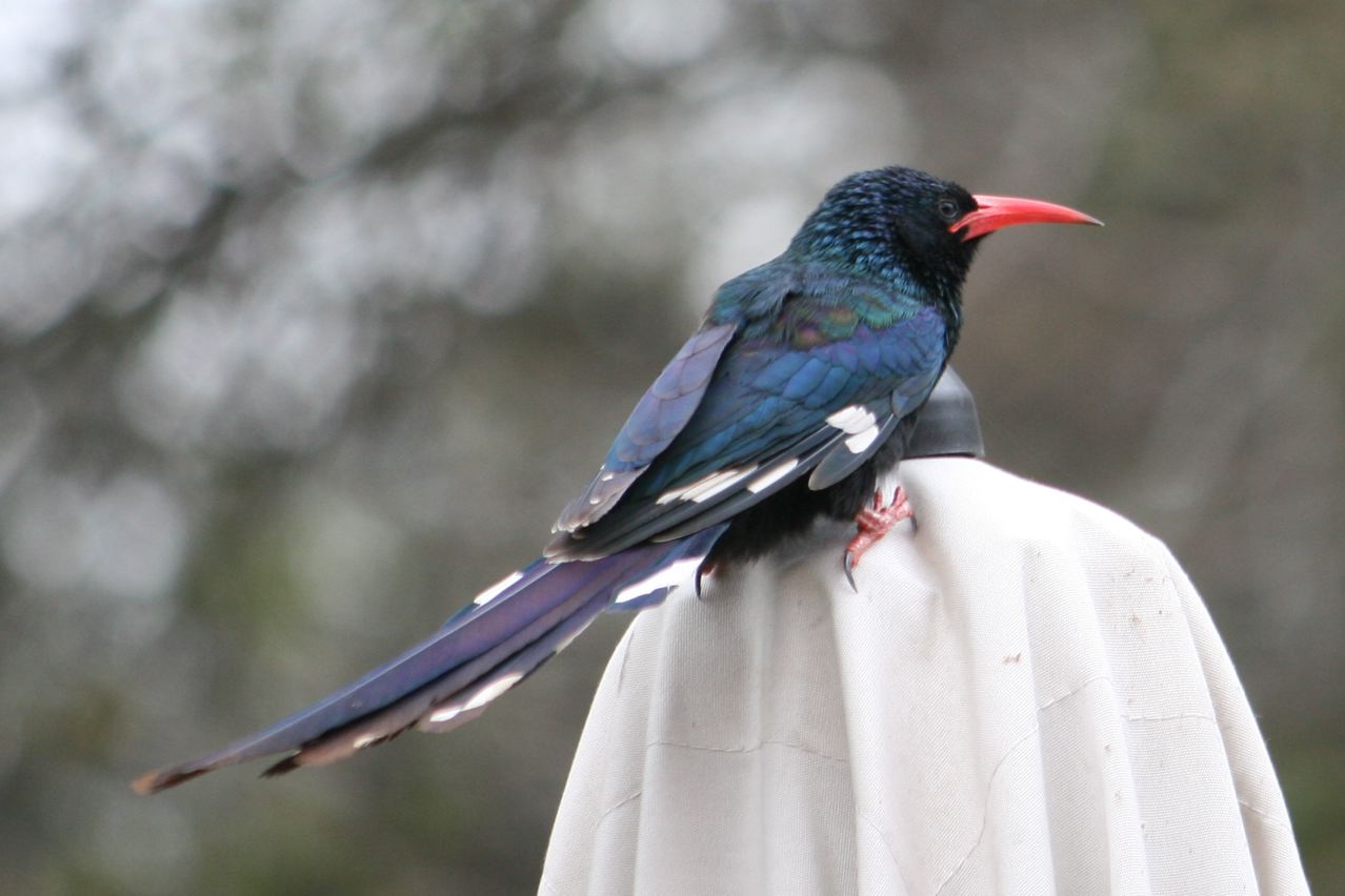 Pretty Green woodhoopoe