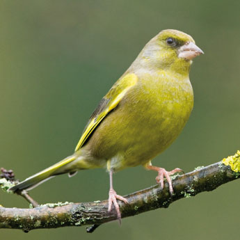Greenfinch