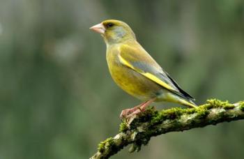 Pretty Greenfinch