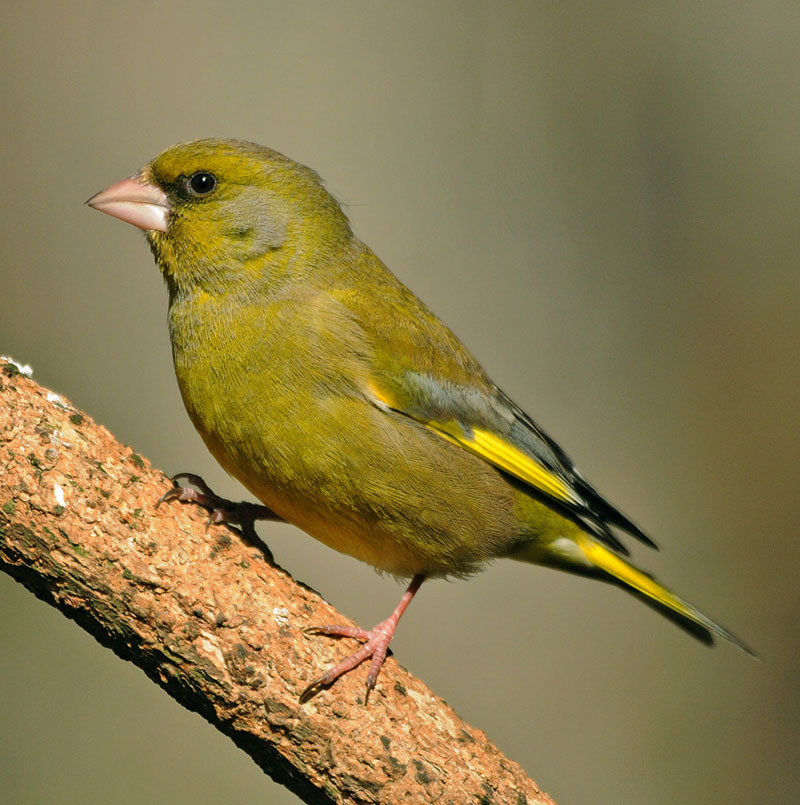 Pretty Greenfinch