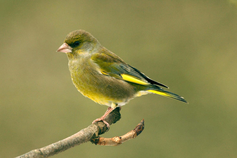 Pretty Greenfinch