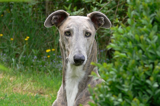 Nice Greyhound - Dog Breed