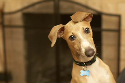 Cute Greyhound - Dog Breed