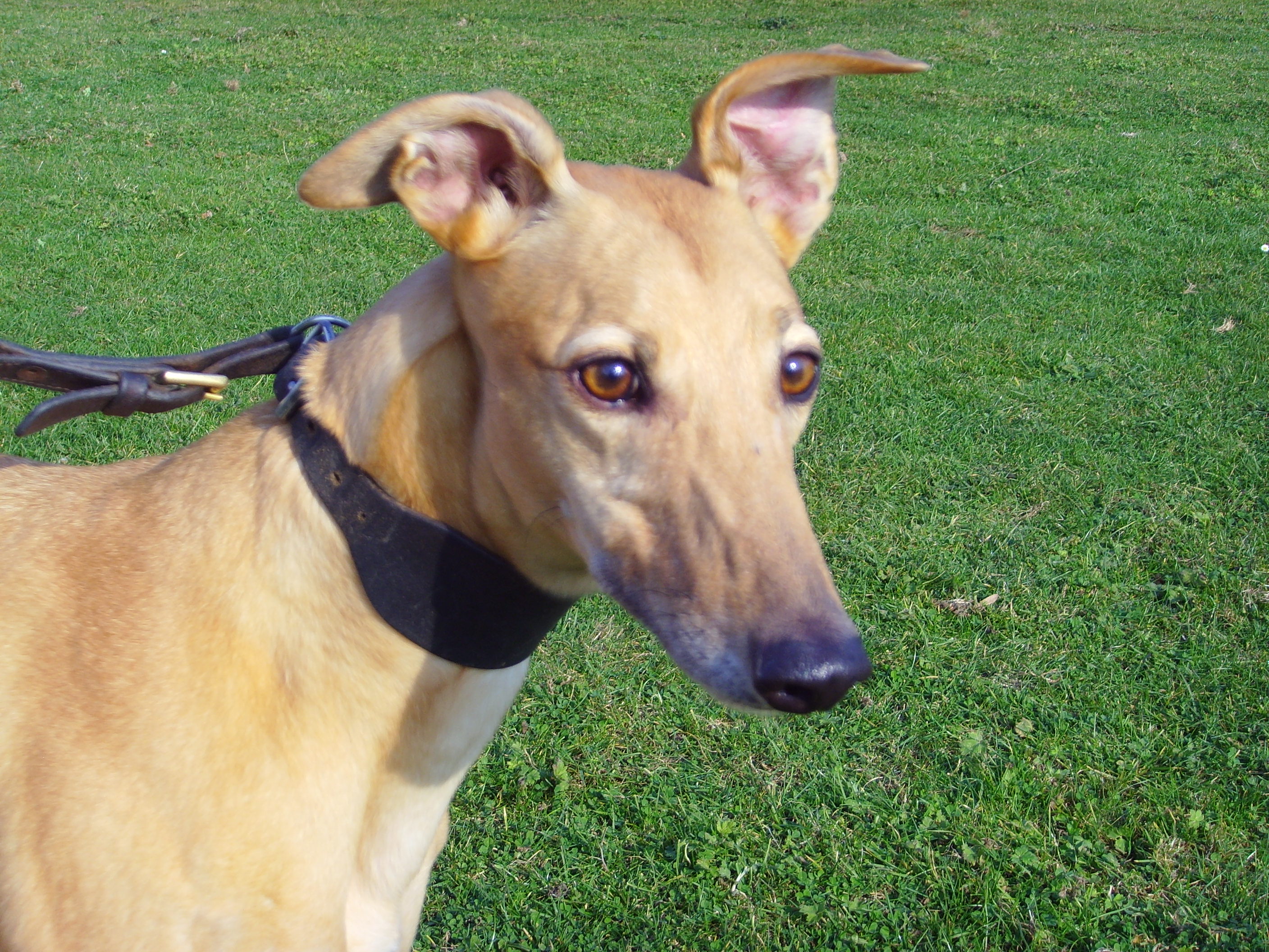 Wallpaper Greyhound - Dog Breed