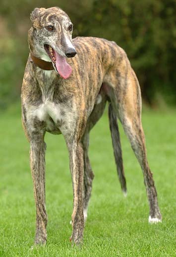 Photo Greyhound - Dog Breed