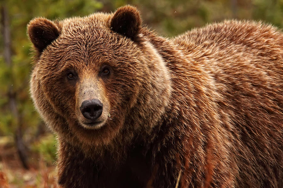 Cool Grizzly bear