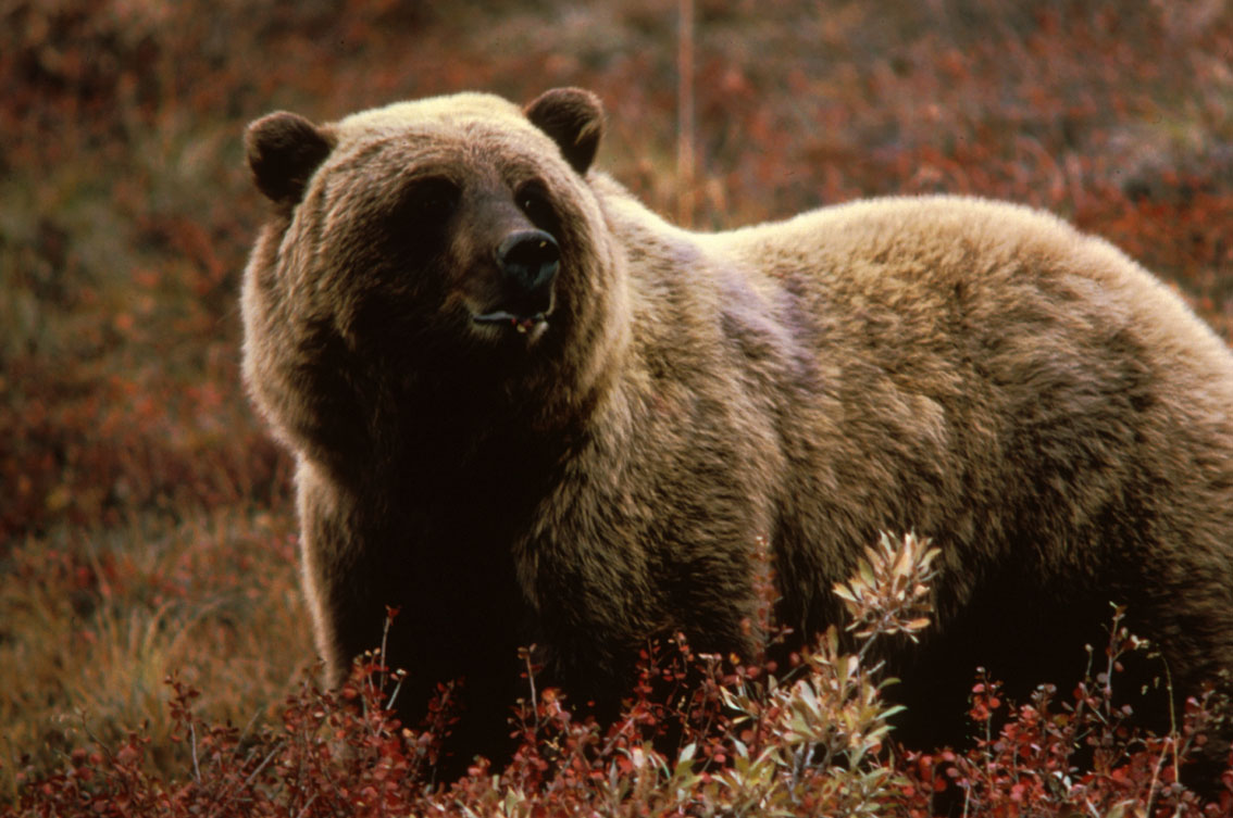 Wallpaper Grizzly bear