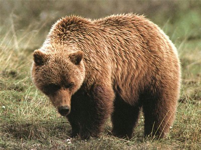 Grizzly bear wallpaper
